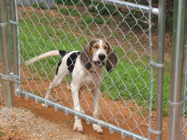 Toscana Recinzioni Recinti per cani